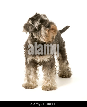 Sale e pepe colorato Miniature Schnauzer cane in piedi su sfondo bianco coda mostra Foto Stock