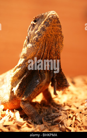 Balza di colli-lizard Chlamydosaurus kingii ritratto del maschio adulto captive, REGNO UNITO Foto Stock