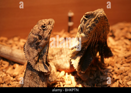 Balza di colli-lizard Chlamydosaurus kingii Ritratto di maschio e femmina adulto captive, REGNO UNITO Foto Stock