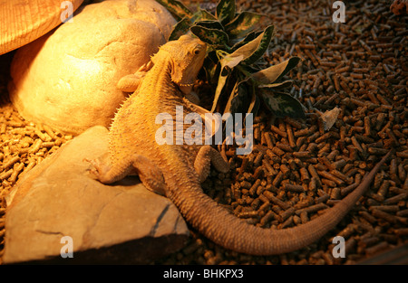 Drago barbuto Pogona vitticeps ritratto del singolo adulto captive, REGNO UNITO Foto Stock