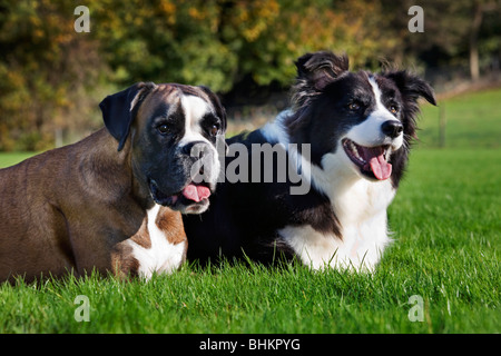 Border Collie e Boxer (Canis lupus familiaris) in giardino Foto Stock