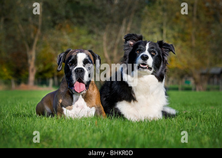 Border Collie e Boxer (Canis lupus familiaris) in giardino Foto Stock