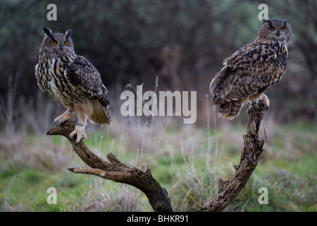 Gufo reale Bubo bubo due adulti maschi e femmine si appollaia su ceppo di albero Gloucestershire, Regno Unito Foto Stock