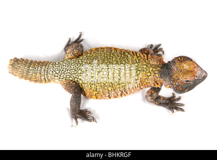 Dabb Lizard Uromastyx ritratto singolo adulto maschio Studio, Captive, REGNO UNITO Foto Stock