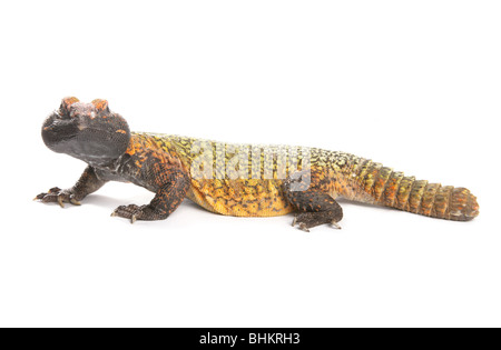 Dabb Lizard Uromastyx ritratto singolo adulto maschio Studio, Captive, REGNO UNITO Foto Stock