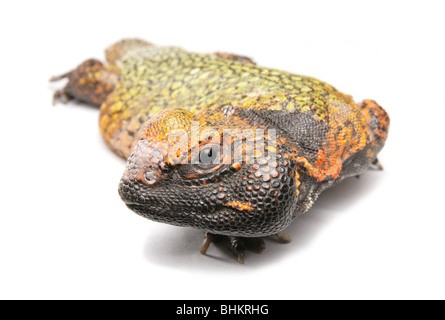 Dabb Lizard Uromastyx ritratto singolo adulto maschio Studio, Captive, REGNO UNITO Foto Stock