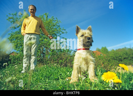 Un uomo con il Cairn Terrier pup in un parco Foto Stock