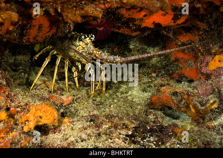 Caraibi Aragosta in spugna rossa incrostati di Coral reef ledge circondato da minuscoli friggere il pesce fotografia subacquea John Pennekamp santuario marino Foto Stock