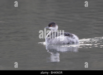 Collo Nero svasso,Podiceps nigricollis,d'inverno piumaggio,Porto di Newlyn,Cornwall.U.K. Foto Stock