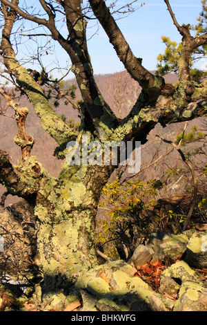 I licheni, camino rock, rap Rip Trail, vicino Appalachian Trail, Parco Nazionale di Shenandoah, Virginia Foto Stock