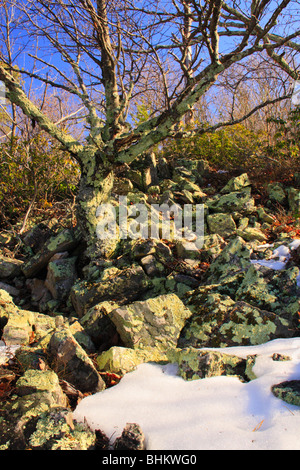 I licheni, camino rock, rap Rip Trail, vicino Appalachian Trail, Parco Nazionale di Shenandoah, Virginia Foto Stock