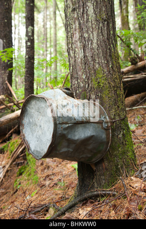 Pemigewasset deserto - Artefatti da logging era sul lato di Thoreau Falls Trail a Lincoln, New Hampshire Foto Stock