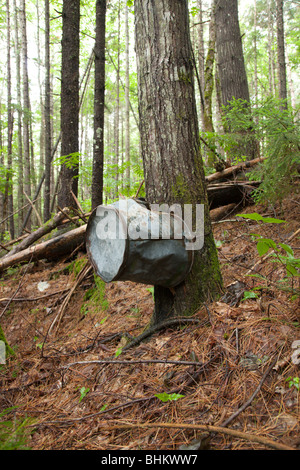 Pemigewasset deserto - Artefatti da logging era sul lato di Thoreau Falls Trail a Lincoln, New Hampshire Foto Stock