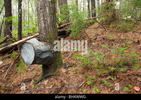 Pemigewasset deserto - Artefatti da logging era sul lato di Thoreau Falls Trail a Lincoln, New Hampshire Foto Stock