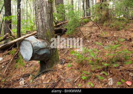 Pemigewasset deserto - Artefatti da logging era sul lato di Thoreau Falls Trail a Lincoln, New Hampshire Foto Stock