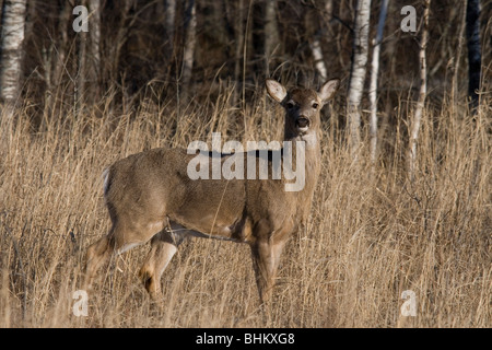 Whtie-tailed deer Foto Stock