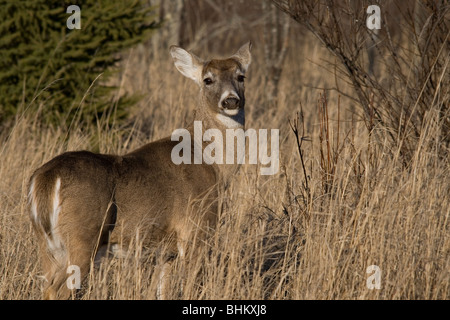 Whtie-tailed deer Foto Stock