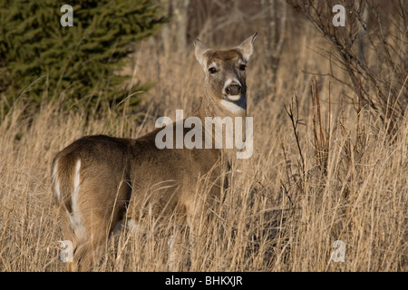 Whtie-tailed deer Foto Stock