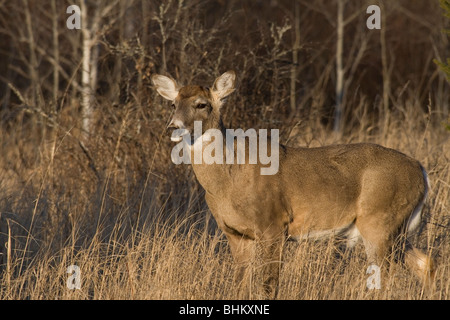 Whtie-tailed deer Foto Stock