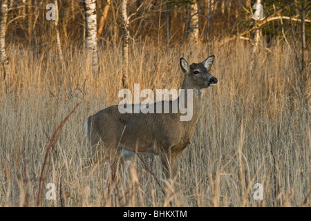 Whtie-tailed deer Foto Stock