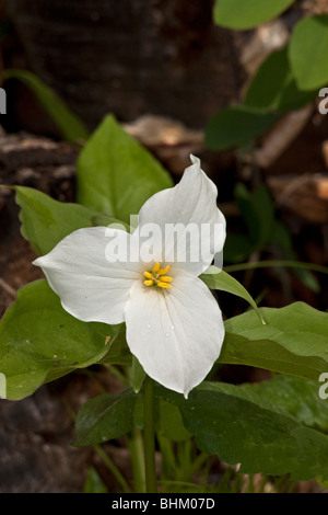 A FIORE GRANDE Trillium Foto Stock