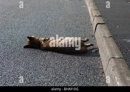 Una volpe ucciso da un auto si trova nella strada Foto Stock