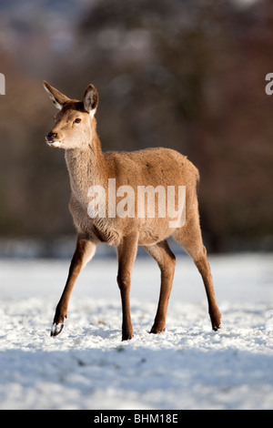 Red Deer; Cervus elaphus; nella neve Foto Stock