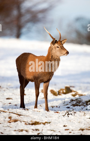 Red Deer; Cervus elaphus; nella neve Foto Stock