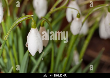 Macro shot,Snowdrops Welford park, Berkshire. Foto Stock