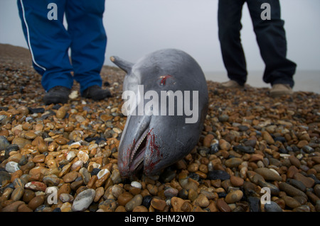 Dead focena lavato fino sulla spiaggia di Kent Foto Stock