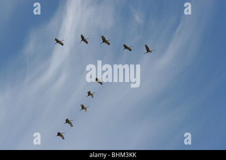 Gru Sandhill gregge flying v formazione cirrus cloud Foto Stock