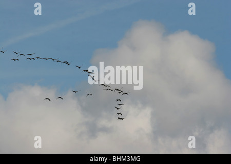 Gru Sandhill gregge battenti cumulus cloud Indiana Foto Stock