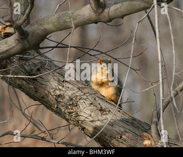 Fox Squirrel Ohio mammifero roditore tree animale della fauna selvatica Foto Stock