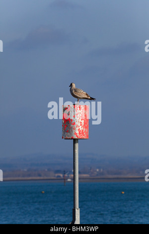 Gull su una porta a spiovente mano marchio di navigazione, all'ingresso di Langstone Harbour, Hampshire, Regno Unito Foto Stock