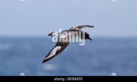 Cape Petrel in volo Foto Stock