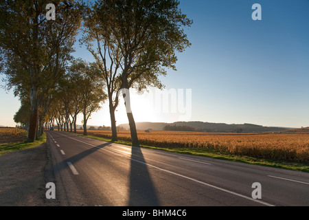 Cote de Beaune vigneto in autunno, Cote d'Or, Borgogna, Francia Foto Stock