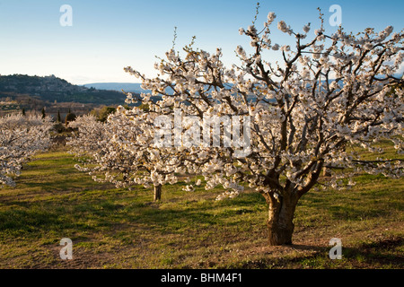Fiori di Ciliegio, Lacoste in distanza, Luberon, Vaucluse Provence, Francia Foto Stock