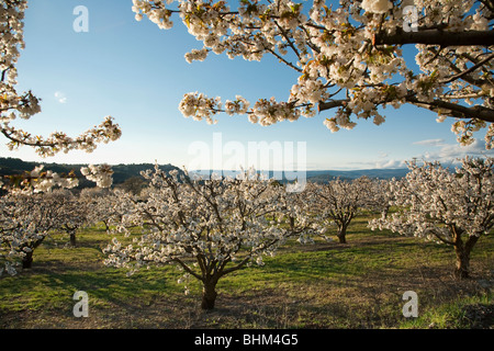 Fiori di Ciliegio, Lacoste in distanza, Luberon, Vaucluse Provence, Francia Foto Stock