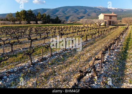 Vigneto in primavera, alberi da frutto in fiore, house, Mont Ventoux, Comtat venaissin, Vaucluse Provence, Francia Foto Stock