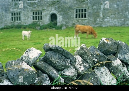 Il pascolo di bestiame, Burren, Co. Clare, Repubblica di Irlanda Foto Stock