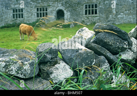 Il pascolo di bestiame, Burren, Co. Clare, Repubblica di Irlanda Foto Stock