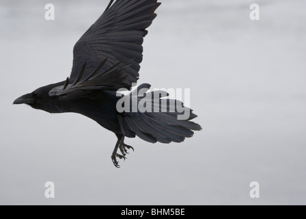 Raven nel Parco Nazionale di Yellowstone Foto Stock