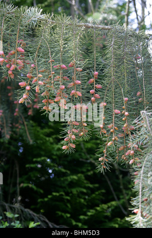 Il birraio e coni di abete aka Brewer's piangendo Abete, picea materiale birrario, Pinaceae Foto Stock