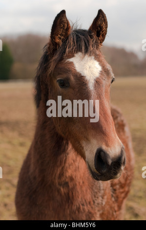 Cavallo marrone Foto Stock