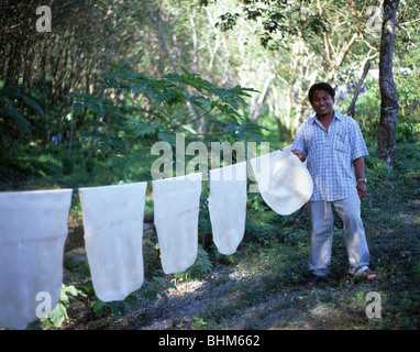 Tamponi in gomma di essiccazione, la piantagione della gomma, Phuket, Provincia di Phuket, Tailandia Foto Stock