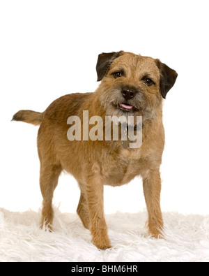 Border Terrier Foto Stock