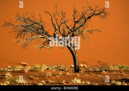 Gli alberi morti nel fango secco pan, nascosto Vlei, Sesriem, Namibia deserto. Dune rosse. Foto Stock