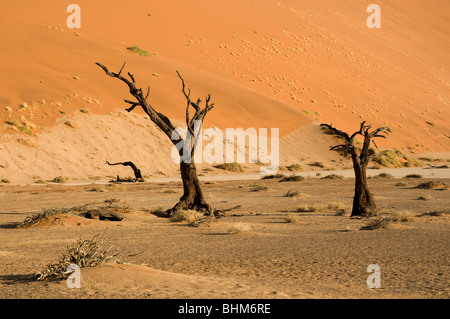 Gli alberi morti nel fango secco pan, nascosto Vlei, Sesriem, Namibia deserto. Dune rosse. Siccità modelli di massa. Foto Stock