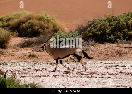 Gemsbok acceso tra alte dune del deserto del Namib. Orix antilopi Foto Stock