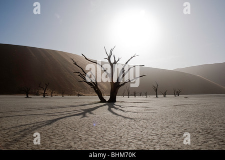 Luce posteriore albero nel fango secco pan, Dead Vlei, Sesriem, Namibia Foto Stock